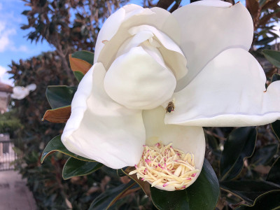 蜜蜂绕着木兰花飞舞