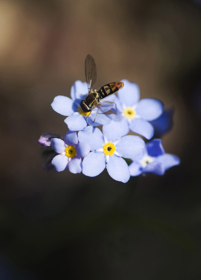 苍蝇和花