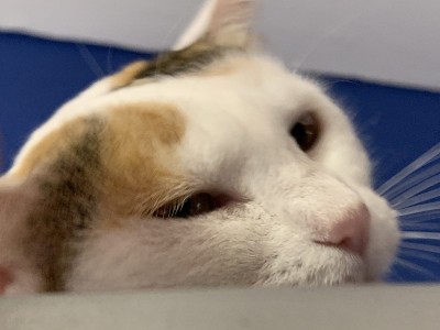 白色的猫和蓝色的墙
