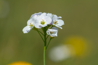 杜鹃花(草甸碎米)
