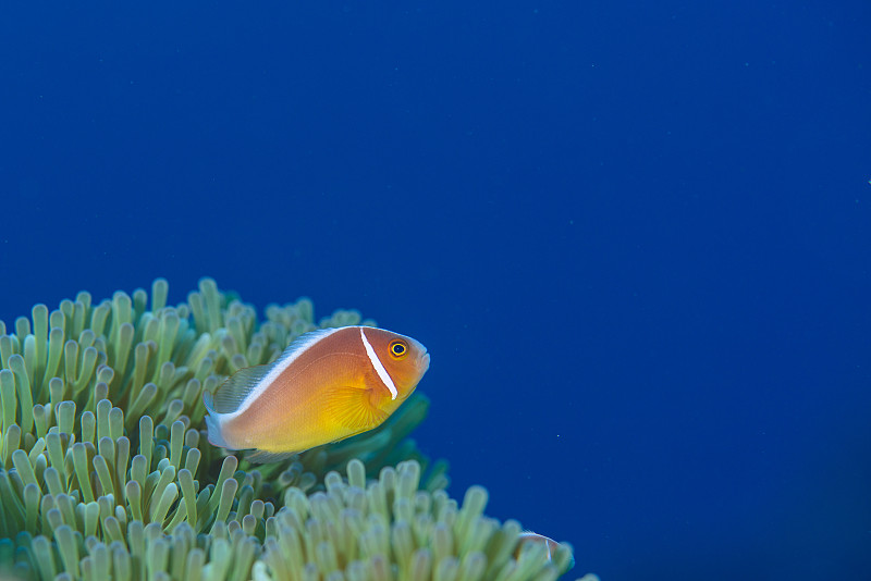 anemonefish