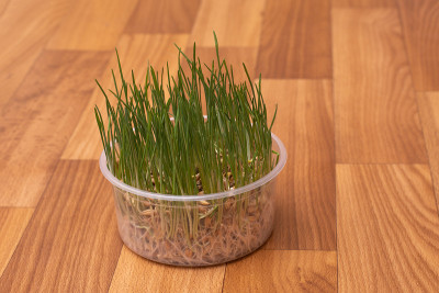 在家里用塑料盒子种猫草
