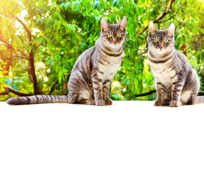 两只斑猫坐在白色的表面上，背景是绿色的树叶。网站上的横幅。带有文本位置的框架边框。
