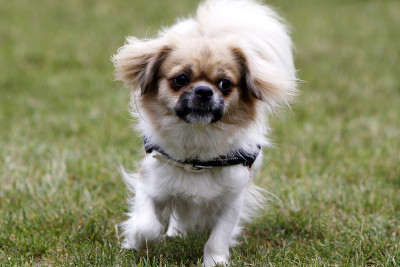 跑西藏猎犬