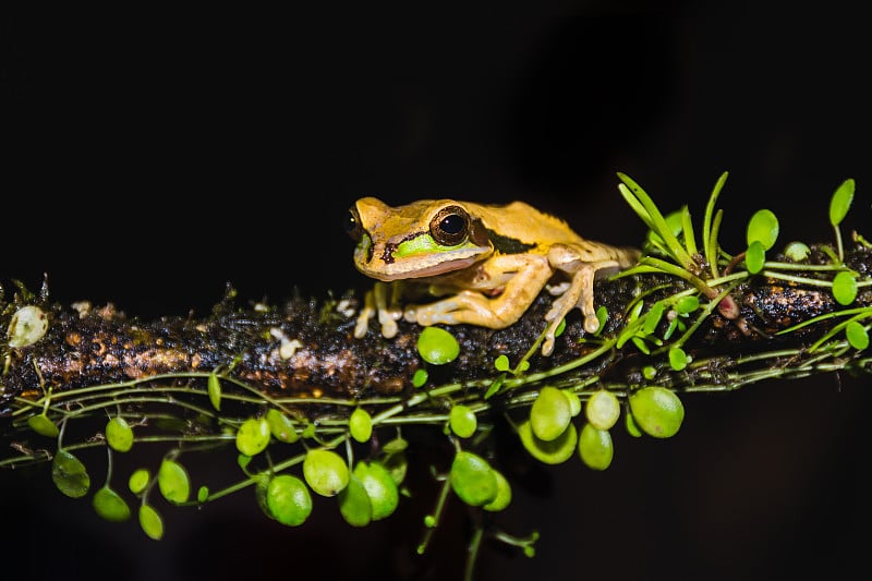 面具树蛙，Smilisca phaeota，哥斯达黎加