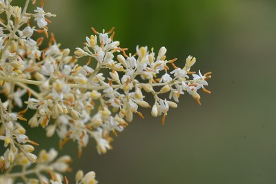 格里菲斯的白蜡树(Fraxinus griffithii)花。
