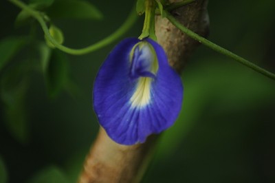 虹膜花