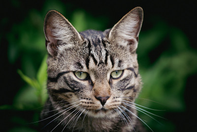 绿色草地上一只灰色虎斑家猫的肖像