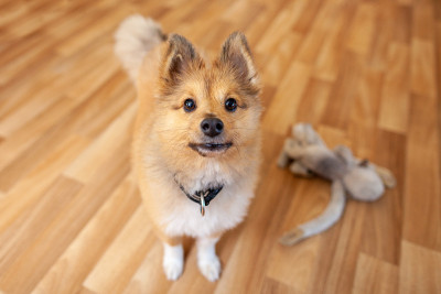 室内一只小设得兰牧羊犬的肖像