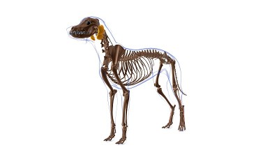 腓骨短肌狗肌肉解剖医学概念3D