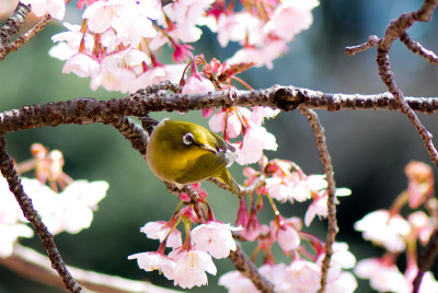 白眼和樱花