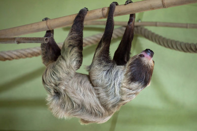林奈二趾树懒(Choloepus didactylus)。