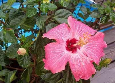 红粉芙蓉花，近距离，风暴后