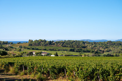 法国南部普罗旺斯地区圣特罗佩附近的普罗旺斯Cotes de Provence，圣特罗佩附近的葡萄园中