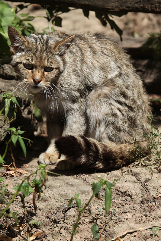 欧洲野猫(欧洲野猫)。