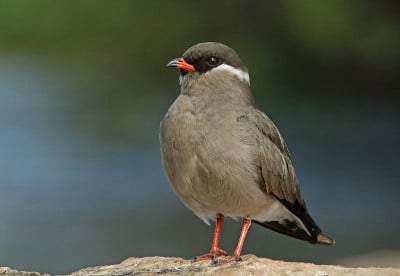 岩石林鹬