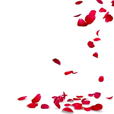 玫瑰花瓣飘落到地板上