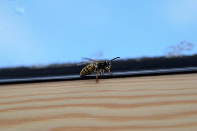 黄蜂在窗框里面
