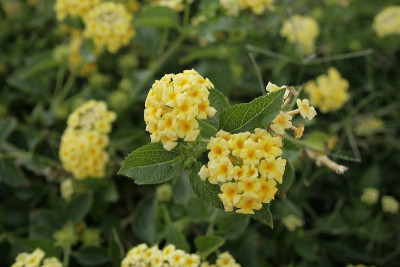 萨罗兹花