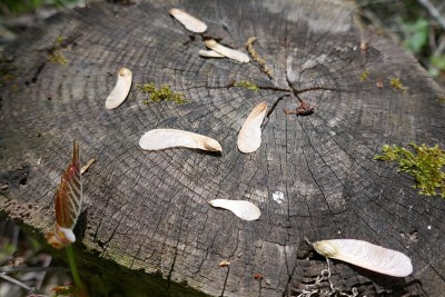 枫树种子铺在长满苔藓的老树桩上