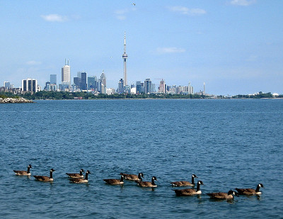 多伦多湖浮鹅2009