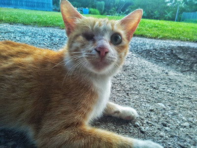 猫