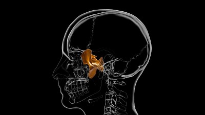 人类骨骼头骨蝶骨解剖医学概念3D