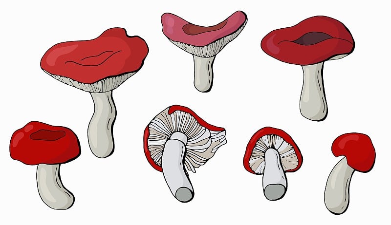 一套手画红菇。白色背景隔离器。矢量插图。