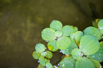 浮萍在池