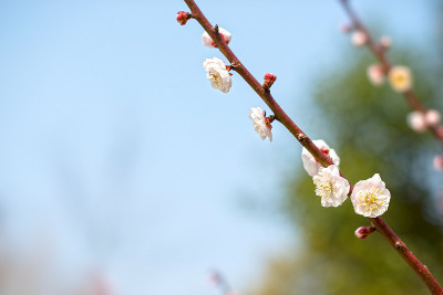 梅花