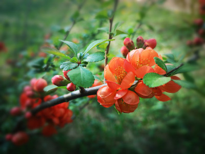 红海棠开花