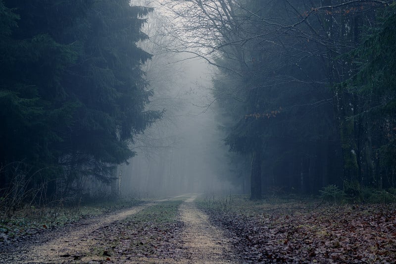 深秋，在黑暗、雾蒙蒙的森林里，雾蒙蒙的路。背景,说明概念。