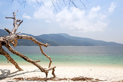 美丽的热带海滩和大海上的干树枝