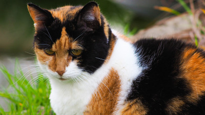猫伊莎贝尔，在花园里