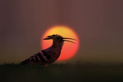 夕阳中的小鸟