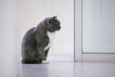 英国矮猫，室内射击