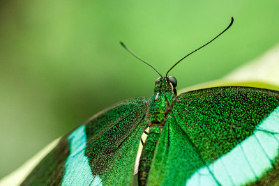 宏观美丽蝴蝶Papilio palinurus