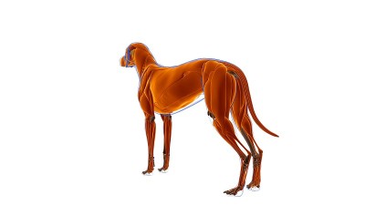 狗肌肉解剖医学概念3D