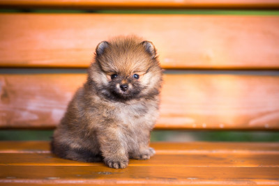 长凳上的博美犬