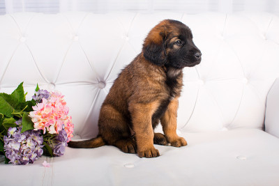 白色沙发上的小狗Leonberger