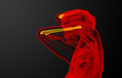 3d渲染医学插图的尺骨
