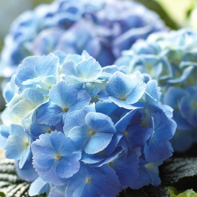 蓝色的绣球花