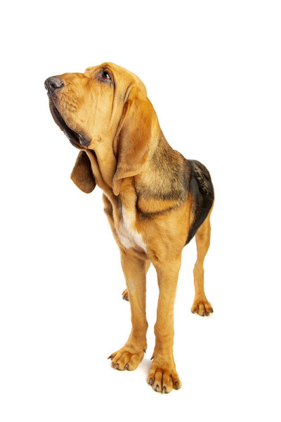 猎犬前面白