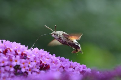 蜂鸟鹰蛾