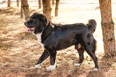 一只中亚牧羊犬在公园里玩耍