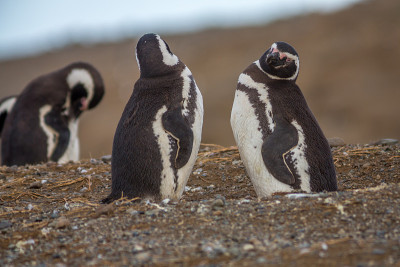 Penguins