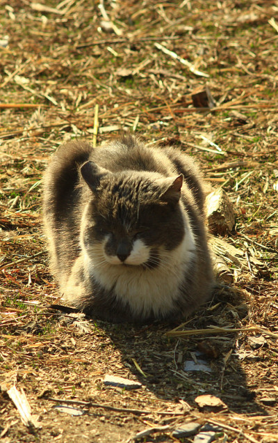 小猫在休息