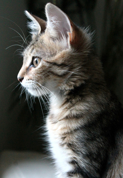 猫盯着灯光