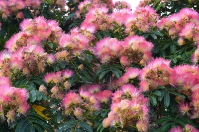 粉红色毛茸茸的含羞草花