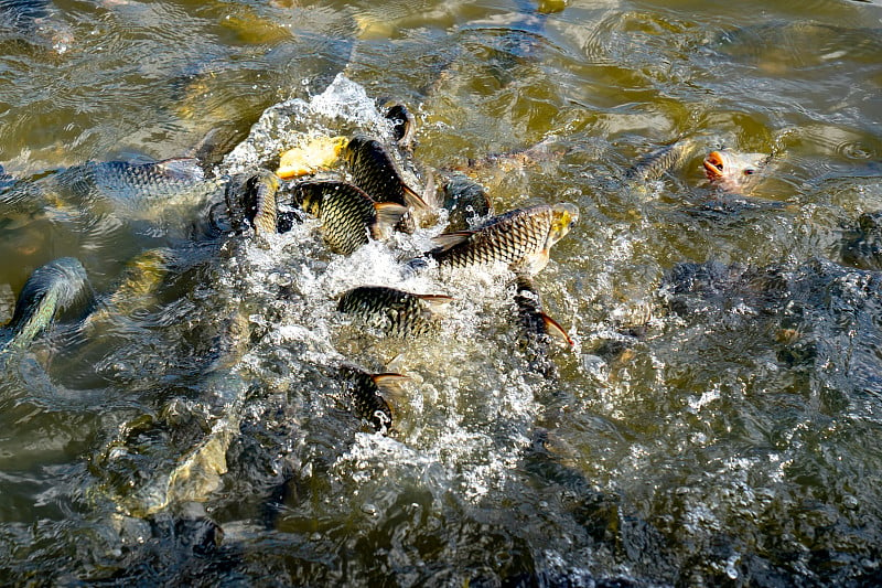 以河流为背景的鱼类摄食